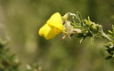 Una flor en Fuente Fría - El Rosario