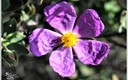 Planchar la flor