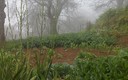Castaños entre la niebla