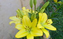 lilium