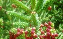 VARIAS