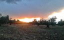 Atardecer en el olivar