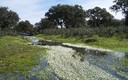 PRIMAVERA EN LA DEHESA