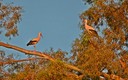 Otros lugares: Doñana (Publicado desde aquí)