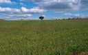 solitario