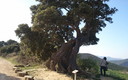 Encina de Eraul