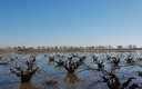 RIBERA DEL CIGÜELA