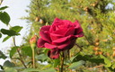 La primera ROSA