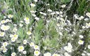 Primavera en Granada