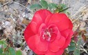 Primavera 2011