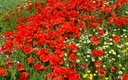 Amapolas bajos los cielos de Las Almontaras
