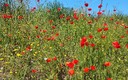 Flores de primavera!