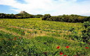 Somontano de Barbastro