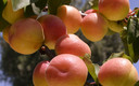 FRUTA DEL TIEMPO