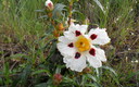 Flora de Mayo por el Pajariel