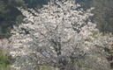 LA PRIMAVERA