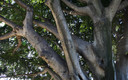 parque de Mª Luisa