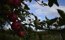 Manzanas y nubes y vacas