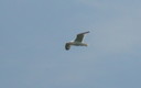 Fly