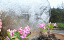 flores de hielo