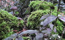 Sierra de las NIeves Bosques de Pinzapos