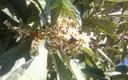 Flores en enero