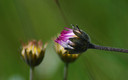 Flores y insectos de primavera