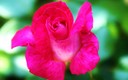 Flores de mi jardin