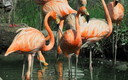 FLAMENCOS