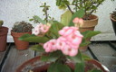flor del verano
