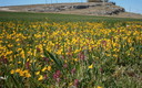 primavera  en san  pedro
