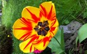 TULIPAN PATRIOTICO