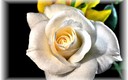 Rosa Blanca...