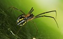 ARACNOFOBIA