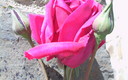 mis flores d hoy 2