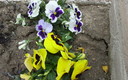 mis flores  caseras y del campo