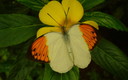 Mariposas III