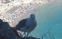 GAVIOTA