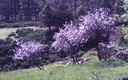 almendros