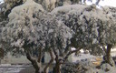 nieve en el parque
