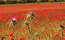 cardos y amapolas