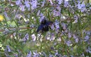 Flores e Insectos