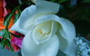 Rosa del rosal.