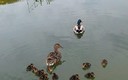 MAMA, PAPA Y SUS DOCE PATITOS