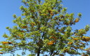 Arbol desconocido