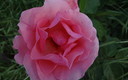 Rosa, rosae.