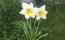 jacintos en flor