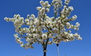 Flores en Primavera