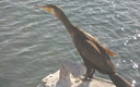 cormoran