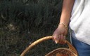 Setas y rebollones